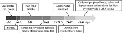 Acupuncture Can Regulate the Peripheral Immune Cell Spectrum and Inflammatory Environment of the Vascular Dementia Rat, and Improve the Cognitive Dysfunction of the Rats